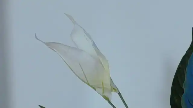Lucia-saanvi – [Flirt4free] Free Watch Lush Romantic – 2025-10-01 10:45:47